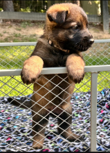 Alectra-Alectra-Pup-3.png