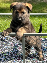 Alectra-Alectra-pup-2.png