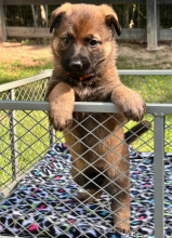 Alectra-Alectra-pup-4.png