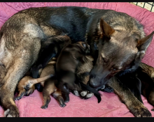 Alectra-Alectra-pups-1-wk.png