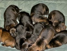 Alectra-Alectra-pups1.png