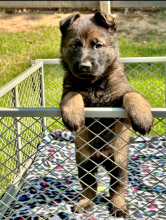 Alectra-Pup-5-weeks.png