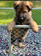 Alectra-Pup-6.png