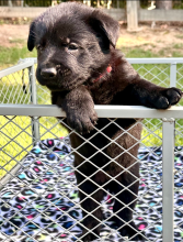 Alectra-Pup-7.png