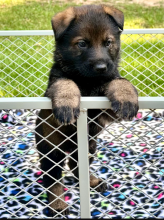 Alectra-Pup-8.png