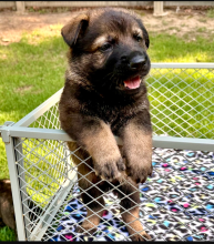 Alectra-Pup-9.png