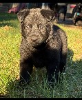 Hoki-Hoki pup 2.jpg