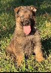 Hoki-Hoki pup 3.jpg