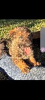 Hoki-Hoki pup 4.jpg