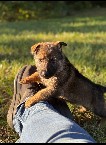 Hoki-Hoki pup 6.jpg