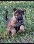 Hoki-Hoki pup1.jpg