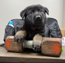 Lili-Lili-Pup-2.jpg