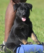 Lili-Lili-Pup-22.jpeg