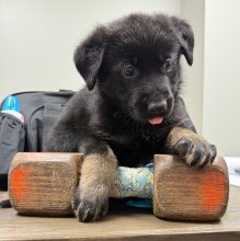 Lili-Lili-Pup-3.jpg