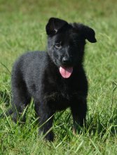 Lili-Lili-Pup-6.jpeg