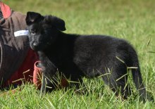 Lili-Lili-Pup-7.jpeg