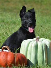 Lili-Lili-Pup-8.jpeg