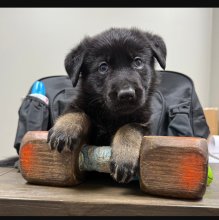 Lili-Lili-Pup.jpg