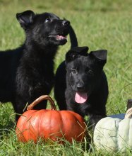 Lili-Lili-Pup2.jpeg
