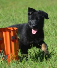 Lili-Lili-Pup3-1.jpeg
