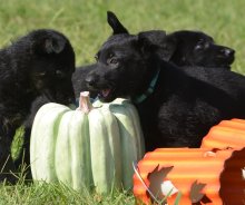 Lili-Lili-Pups.jpeg
