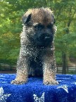 Petra-Petra Pups 1.jpeg