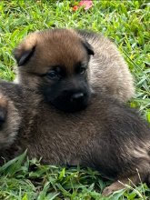 Tiki-Tiki-Pup-1.jpg