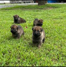 Tiki-Tiki-Pup-10.jpg