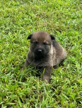 Tiki-Tiki-Pup-11.jpg