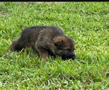 Tiki-Tiki-Pup-3.jpg