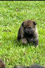 Tiki-Tiki-Pup-9.jpg