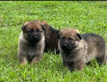 Tiki-Tiki-Pup2.jpg