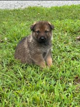 Tiki-Tiki-Pup6.jpg