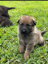 Tiki-Tiki-Pup8.jpg